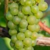 Niagara Seedless Grape Vine - 1 Gallon Pot 2 Niagara Seedless Grape Vine - 1 Gallon Pot -Plant Shop Grape Niagra 3