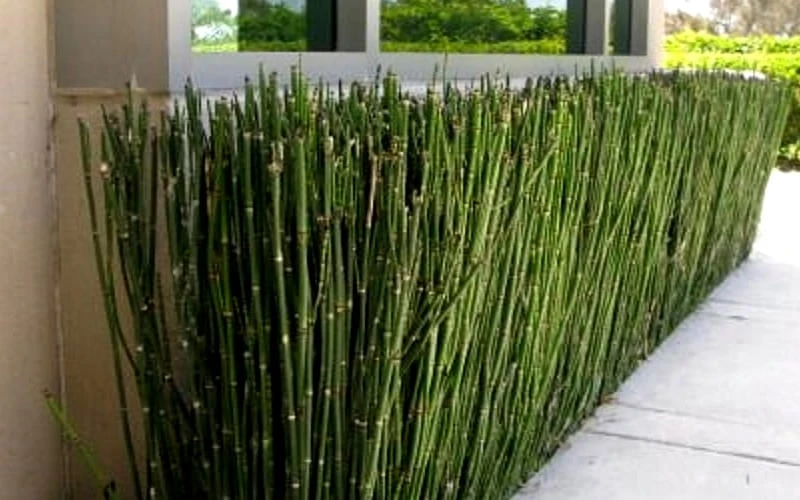 Horsetail Reed Grass - Equisetum Hyemale - 6 Pack Of 1 Gallon Pots 10 Horsetail Reed Grass - Equisetum Hyemale - 6 Pack Of 1 Gallon Pots - Image 8