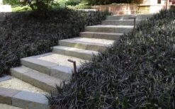 Black Mondo Grass - Ophiopogon Planiscapus 'Nigrescens' - 6 Pack Of 1 Gallon Pots 12 Black Mondo Grass - Ophiopogon Planiscapus 'Nigrescens' - 6 Pack Of 1 Gallon Pots -Plant Shop Grass Mondo Black