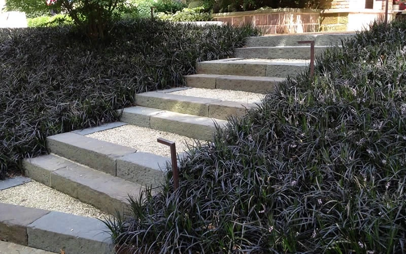 Black Mondo Grass - Ophiopogon Planiscapus 'Nigrescens' - 6 Pack Of 1 Gallon Pots 6 Black Mondo Grass - Ophiopogon Planiscapus 'Nigrescens' - 6 Pack Of 1 Gallon Pots - Image 4