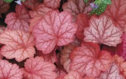 Georgia Peach Heuchera (Coral Bells) - 1 Gallon Pot 13 Georgia Peach Heuchera (Coral Bells) - 1 Gallon Pot -Plant Shop Heuchara Georgia Peach 2