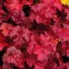 Fire Chief Heuchera (Coral Bells) - 1 Gallon Pot 1 Fire Chief Heuchera (Coral Bells) - 1 Gallon Pot -Plant Shop Heuchera Fire Chief 1