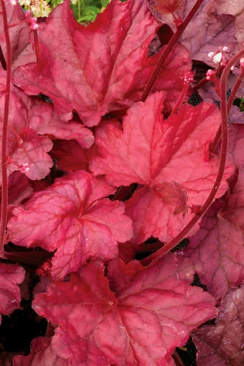 Fire Chief Heuchera (Coral Bells) - 1 Gallon Pot 6 Fire Chief Heuchera (Coral Bells) - 1 Gallon Pot - Image 4