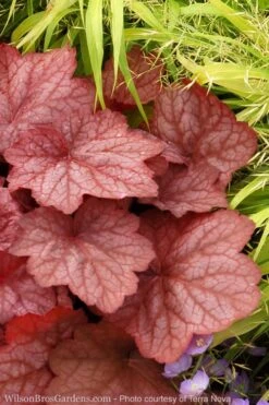 Georgia Peach Heuchera (Coral Bells) - 1 Gallon Pot