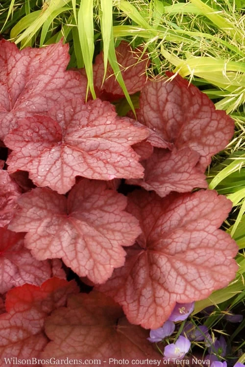 Georgia Peach Heuchera (Coral Bells) - 1 Gallon Pot 3 Georgia Peach Heuchera (Coral Bells) - 1 Gallon Pot