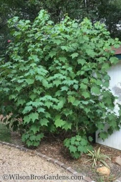 Confederate Rose Hibiscus - Rose Mallow - 1 Gallon Pot 11 Confederate Rose Hibiscus - Rose Mallow - 1 Gallon Pot -Plant Shop Hibiscus Confederate Rose Shrub 1 500x700 2