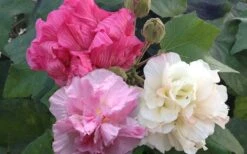 Confederate Rose Hibiscus (Rose Mallow) - 6 Pack Of Quart Pots -Plant Shop Hibiscus Mutabilis Confederate Rose