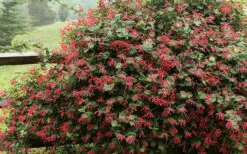Alabama Crimson Red Trumpet Honeysuckle - 1 Gallon Pot -Plant Shop Honeysuckle Alabama Crimson 2