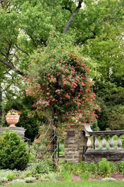 Alabama Crimson Red Trumpet Honeysuckle - 1 Gallon Pot -Plant Shop Honeysuckle Alabama Crimson 3