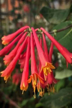 Alabama Crimson Red Trumpet Honeysuckle - 5 Gallon Pot -Plant Shop Honeysuckle Alabama Crimson 4 1