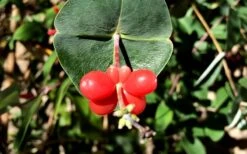Alabama Crimson Red Trumpet Honeysuckle - 1 Gallon Pot -Plant Shop Honeysuckle Coral 6