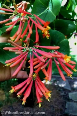 Major Wheeler Red Trumpet Honeysuckle - 2 Gallon Pot -Plant Shop Honeysuckle Major Wheeler 23 1