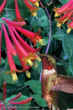 Major Wheeler Red Trumpet Honeysuckle - 1 Gallon Pot (On Trellis)