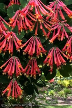 Major Wheeler Red Trumpet Honeysuckle - 2 Gallon Pot -Plant Shop Honeysuckle Major Wheeler 31 1