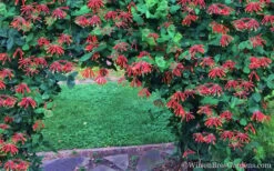 Major Wheeler Red Trumpet Honeysuckle - 2 Gallon Pot -Plant Shop Honeysuckle Major Wheeler 35 1