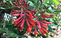 Major Wheeler Red Trumpet Honeysuckle - 2 Gallon Pot -Plant Shop Honeysuckle Major Wheeler 37 1