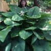 Empress Wu Giant Hosta Lily - 6 Pack Of 1 Gallon Pots -Plant Shop Hosta Empress Wu 21