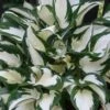 Fire & Ice Hosta Lily - 1 Gallon Pot -Plant Shop Hosta Fire And Ice 500x750 1