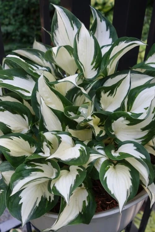 Fire & Ice Hosta Lily - 1 Gallon Pot 3 Fire & Ice Hosta Lily - 1 Gallon Pot