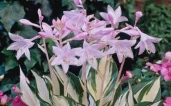 Fire & Ice Hosta Lily - 1 Gallon Pot 11 Fire & Ice Hosta Lily - 1 Gallon Pot -Plant Shop Hosta Fire And Ice Flowers