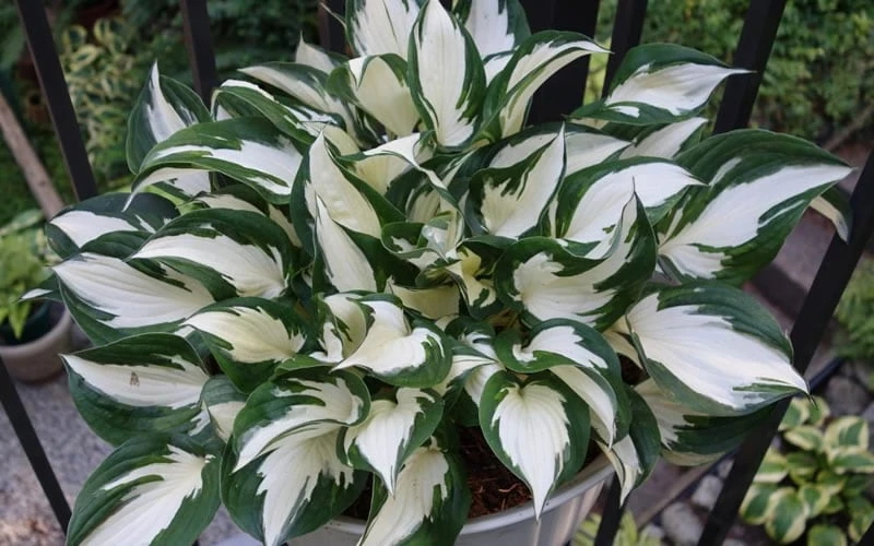 Fire & Ice Hosta Lily - 1 Gallon Pot 6 Fire & Ice Hosta Lily - 1 Gallon Pot - Image 4