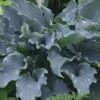 Waterslide Hosta Lily - 1 Gallon Pot -Plant Shop Hosta Lily Waterslide 10