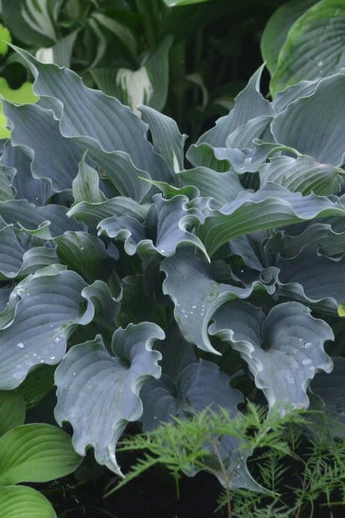 Waterslide Hosta Lily - 1 Gallon Pot 3 Waterslide Hosta Lily - 1 Gallon Pot