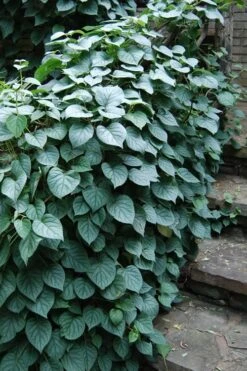 Moonlight Climbing Hydrangea - 1 Gallon Pot -Plant Shop Hydrangea Climbing Moonlight 2 2