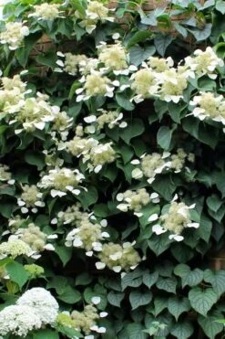 Moonlight Climbing Hydrangea - 1 Gallon Pot -Plant Shop Hydrangea Climbing Moonlight 3 2