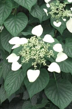 Moonlight Climbing Hydrangea - 2 Gallon Pot -Plant Shop Hydrangea Climbing Moonlight 5 1