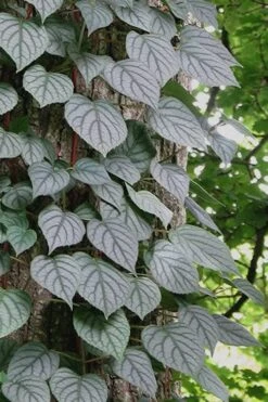 Moonlight Climbing Hydrangea - 1 Gallon Pot -Plant Shop Hydrangea Climbing Moonlight 6 2