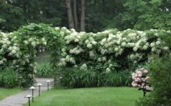 Moonlight Climbing Hydrangea - 2 Gallon Pot -Plant Shop Hydrangea Climbing Petiolaris 16 1