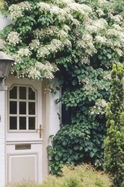 Moonlight Climbing Hydrangea - 2 Gallon Pot -Plant Shop Hydrangea Climbing Petiolaris 17 1