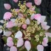 Pink Climbing Hydrangea - Schizophragma Hydrangeoides`Roseum' - 2 Gallon Pot -Plant Shop Hydrangea Climbing Pink 12