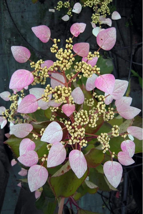 Pink Climbing Hydrangea - Schizophragma Hydrangeoides`Roseum' - 2 Gallon Pot 3 Pink Climbing Hydrangea - Schizophragma Hydrangeoides`Roseum' - 2 Gallon Pot