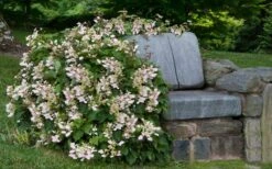 Pink Climbing Hydrangea - Schizophragma Hydrangeoides`Roseum' - 2 Gallon Pot 12 Pink Climbing Hydrangea - Schizophragma Hydrangeoides`Roseum' - 2 Gallon Pot -Plant Shop Hydrangea Climbing Pink 14