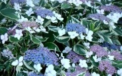 Mariesii Variegated Lacecap Hydrangea - 1 Gallon Pot -Plant Shop Hydrangea Mariesii Variegated Blooms 1