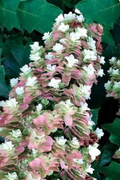 Snowcicle Oakleaf Hydrangea - 3 Gallon Pot -Plant Shop Hydrangea Oakleaf Snowcicle 1