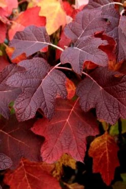 Snowcicle Oakleaf Hydrangea - 3 Gallon Pot -Plant Shop Hydrangea Oakleaf Snowcicle 3