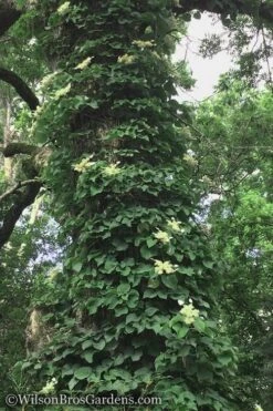 Moonlight Climbing Hydrangea - 1 Gallon Pot -Plant Shop Hydrangea Petiolaris Climbing Tree 18 2