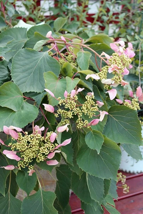 Pink Climbing Hydrangea - Schizophragma Hydrangeoides`Roseum' - 2 Gallon Pot 6 Pink Climbing Hydrangea - Schizophragma Hydrangeoides`Roseum' - 2 Gallon Pot - Image 4