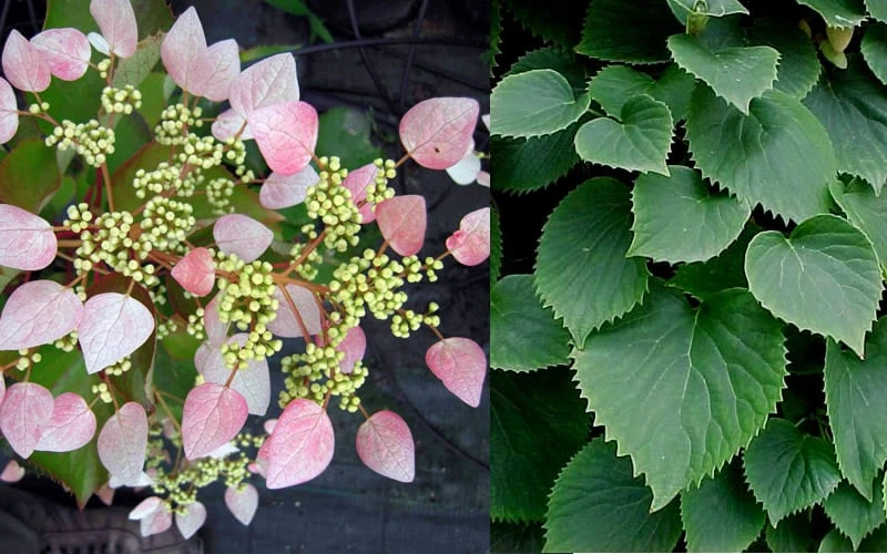 Pink Climbing Hydrangea - Schizophragma Hydrangeoides`Roseum' - 2 Gallon Pot 8 Pink Climbing Hydrangea - Schizophragma Hydrangeoides`Roseum' - 2 Gallon Pot - Image 6