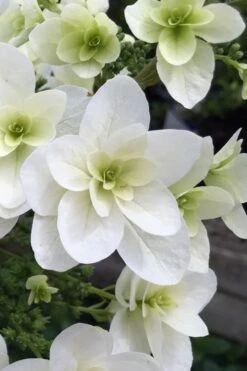 Snowcicle Oakleaf Hydrangea - 3 Gallon Pot -Plant Shop Hydrangea Snowflake 2