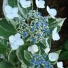 Mariesii Variegated Lacecap Hydrangea - 1 Gallon Pot -Plant Shop Hydrangea Variegated Mariesii 500x750 2