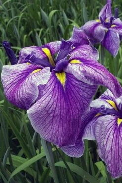 Anna Japanese Iris (Iris Ensata) - 1 Gallon Pot -Plant Shop Iris Ensata Anna 3