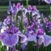 Anna Japanese Iris (Iris Ensata) - 1 Gallon Pot -Plant Shop Iris Ensata Anna 5