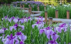 Anna Japanese Iris (Iris Ensata) - 1 Gallon Pot -Plant Shop Iris Ensata Anna 7