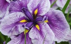Anna Japanese Iris (Iris Ensata) - 1 Gallon Pot -Plant Shop Iris Ensata Anna 8