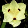 Yellow Butterfly African Iris - Dietes Bicolor - 1 Gallon Pot -Plant Shop Iris Yellow Butterfly 1
