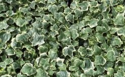 Anne Marie White Variegated Ivy (Hedera Helix) - 10 Count Flat Of Pint Pots -Plant Shop Ivy Anne Marie 1